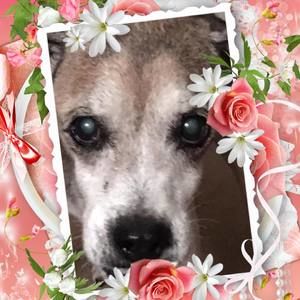 Meet your Posher, Pualani